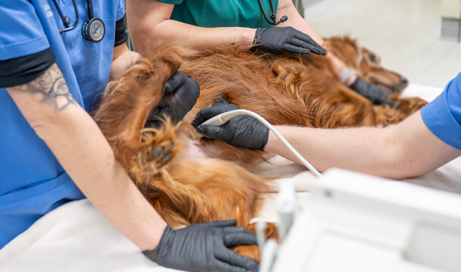 Manchester Vet Centre - Willows Vet Group (Web) 055