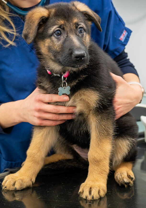 The Willows Veterinary Group - Hampton (Web) 029