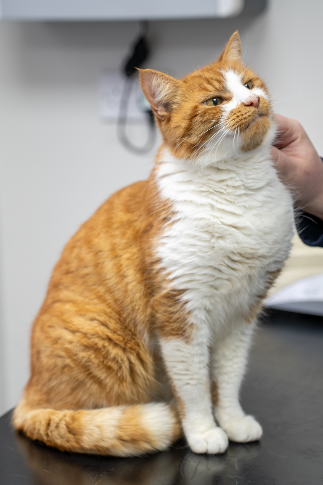 The Willows Veterinary Group - The Firs (Web) 012