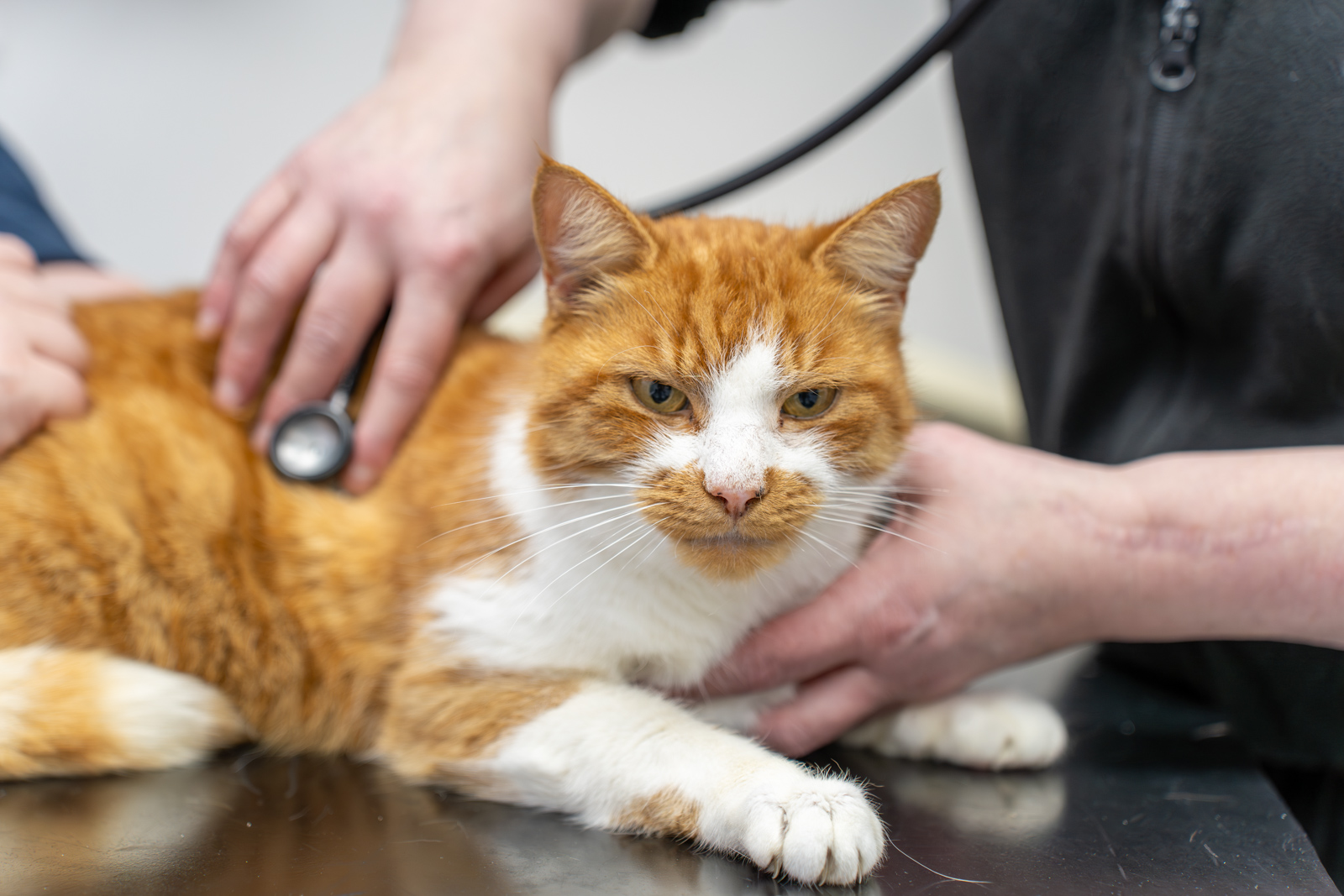 The Willows Veterinary Group - The Firs (Web) 016