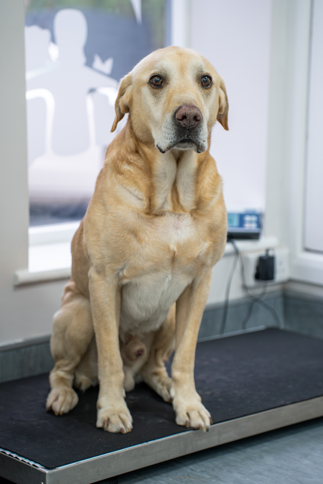 The Willows Veterinary Group - The Firs (Web) 041